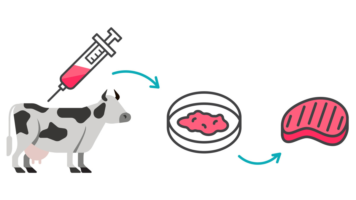 The cultivation of lab-grown meat